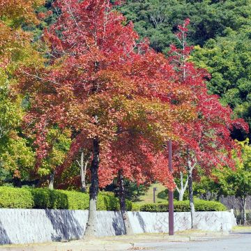 Kiinanambrapuu - Liquidambar formosana
