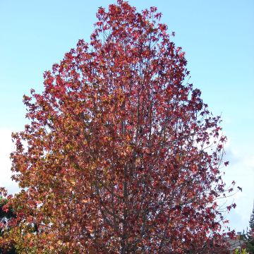 Lännenambrapuu - Liquidambar styraciflua