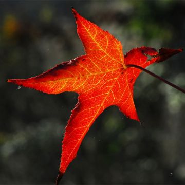 Lännenambrapuu Stella