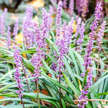 Apinanruoho Lilac Wonder
