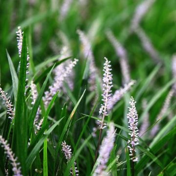 Apinanruoho - Liriope spicata