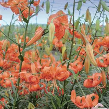 Tiikerililja splendens