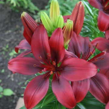 Matala oriental-lilja New red asiatic seedling