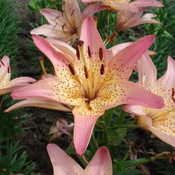 Matala oriental-lilja Pink Pixie