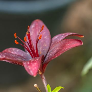 Oriental-lilja Landini