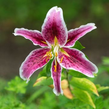 Idänlilja Uchida