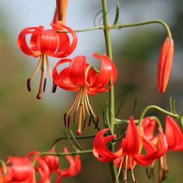 Leichtlininlilja - Lilium pumilum