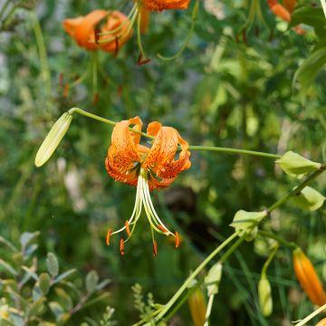 Heikinlilja - Lilium henryi