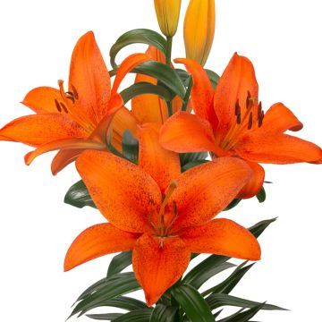 Oriental-lilja Foxley