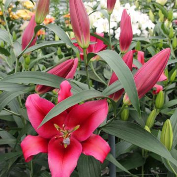 Oriental-lilja Red Desire