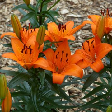 Matala oriental-lilja Orange Pixie