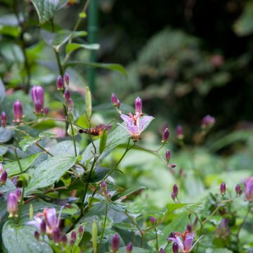 Kannuskonnanlilja - Tricyrtis formosana