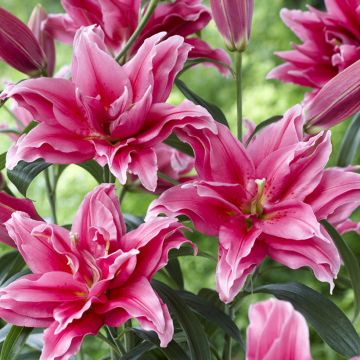 Oriental-lilja Roselily Elena