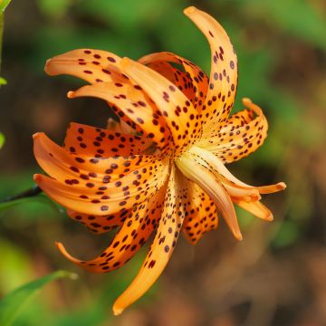 Ruusulilja Flore Pleno