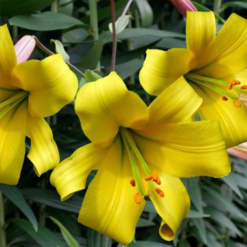 Trumpettililja Golden Splendor