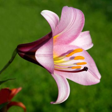 Trumpettililja Pink Perfection