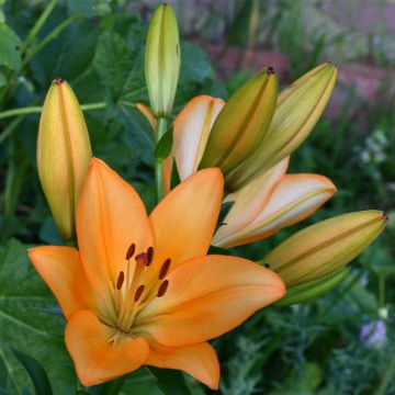 Trumpettililja Menton