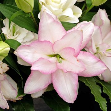 Oriental-lilja Roselily Anouska