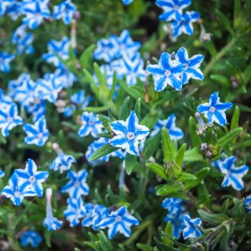 Sinilemmiö Star