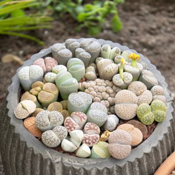 Kivikuka Pebble Plants Mixed (siemenet)