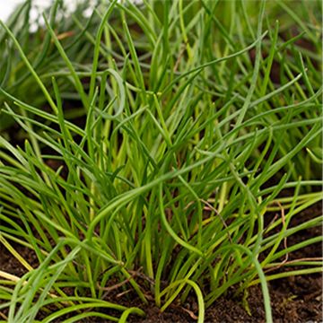 Raani - Litorella uniflora