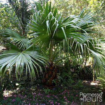 Kiinansädepalmu - Livistona chinensis