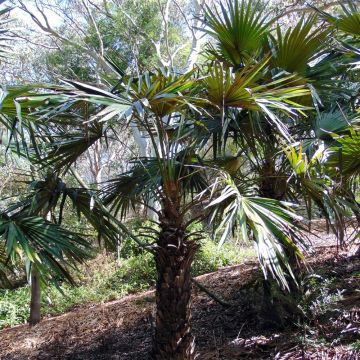 Livistona fulva