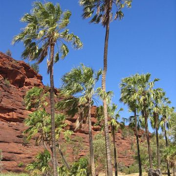 Livistona mariae
