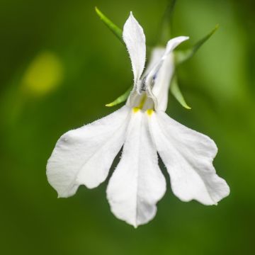Sinilobelia Anabel Snow White