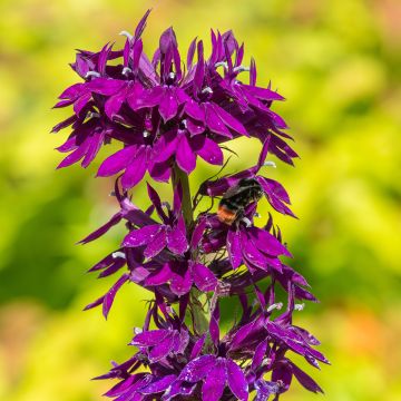 Lobelia X gerardii Vedrariensis