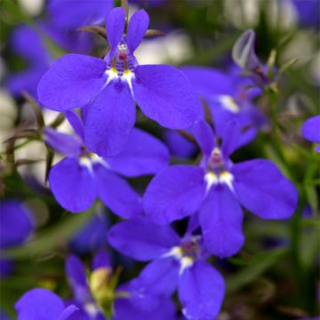 Sinilobelia Deep Blue Star