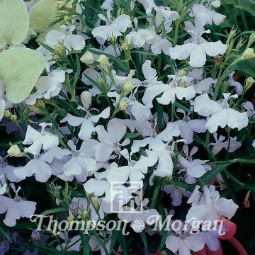 Sinilobelia White cascade (siemenet)