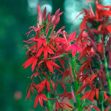 Punalobelia - Lobelia cardinalis