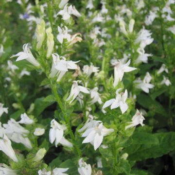 Tähkälobelia Alba