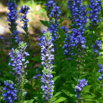 Tähkälobelia - Lobelia siphilitica
