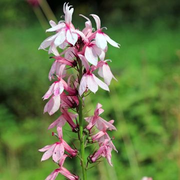 Tarhalobelia Fan Orchid Rose