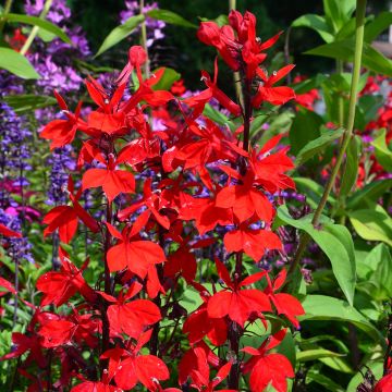 Tarhalobelia Fan burgundy