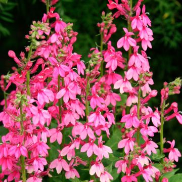Tarhalobelia Pink Flamingo