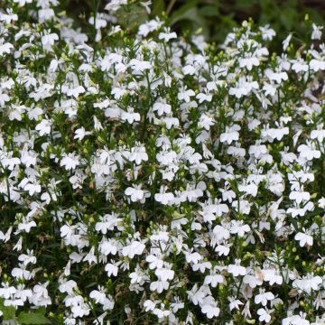 Sinilobelia White Lady (siemenet)