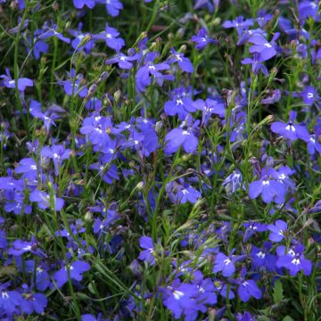 Sinilobelia Sapphire Cascade (siemenet)
