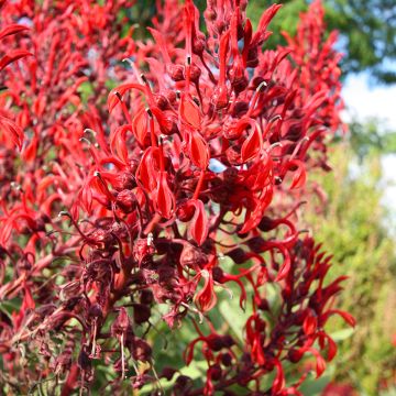 Liekkilobelia (siemenet) - Lobelia tupa