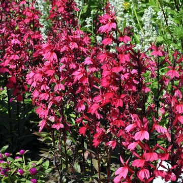 Tarhalobelia Russian Princess