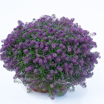 Tuoksupielus Princess in Purple