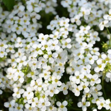 Tuoksupielus Sweet White (siemenet)