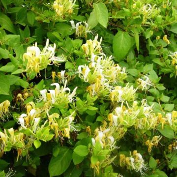 Japaninköynnöskuusama Hall's Prolific