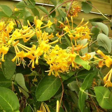 Koreaköynnöskuusama Mandarin