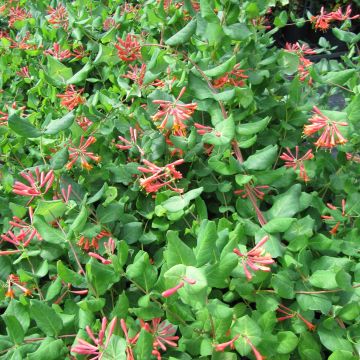Tulikuusama - Lonicera x brownii