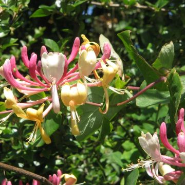 Tuoksuköynnöskuusama - Lonicera caprifolium