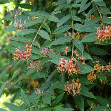 Myrttikuusama - Lonicera henryi