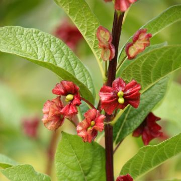Myrttikuusama - Lonicera involucrata var. ledebourii